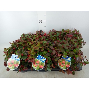 Gaultheria proc.