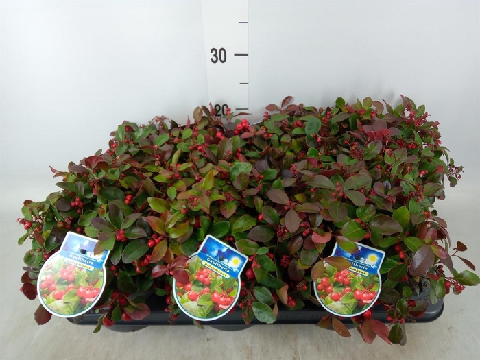 <h4>Gaultheria proc.</h4>