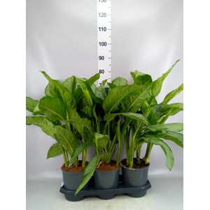 Aglaonema GB 'B.J. Freedman'
