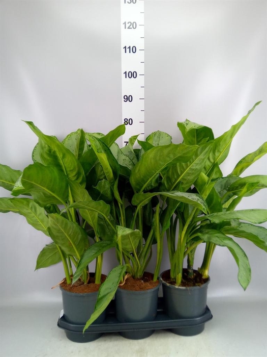 <h4>Aglaonema GB 'B.J. Freedman'</h4>