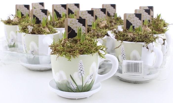 arr8 Arr Muscari Wit In Kop & Schotel Keramiek