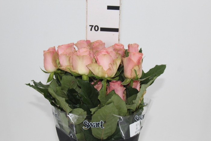 ROSA SOPHIA LOREN 060 CM ESTUFA