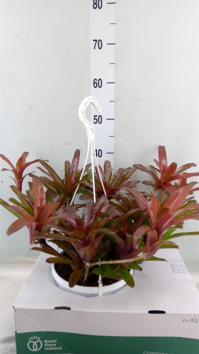 <h4>Neoregelia   ...</h4>