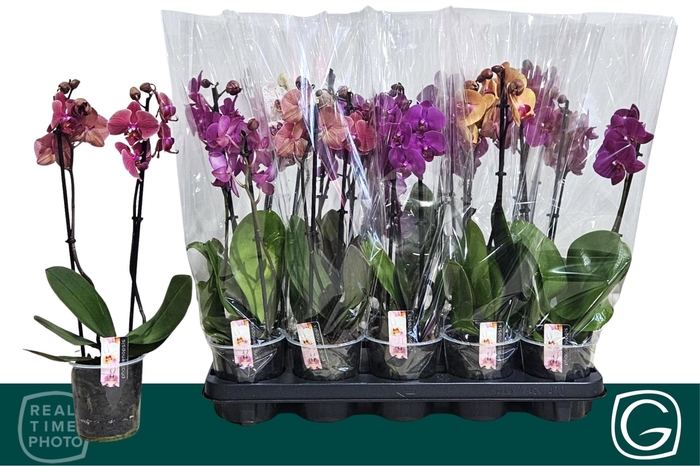 <h4>PHAL GEM 4 KL</h4>