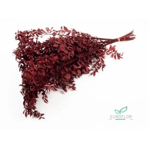 DRIED FLOWERS - RUSCUS BORDEAUX 10PCS