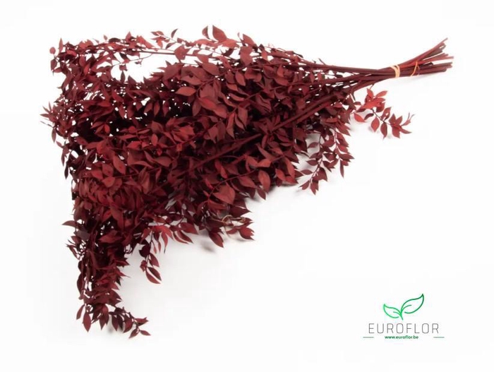 DRIED FLOWERS - RUSCUS BORDEAUX 10PCS