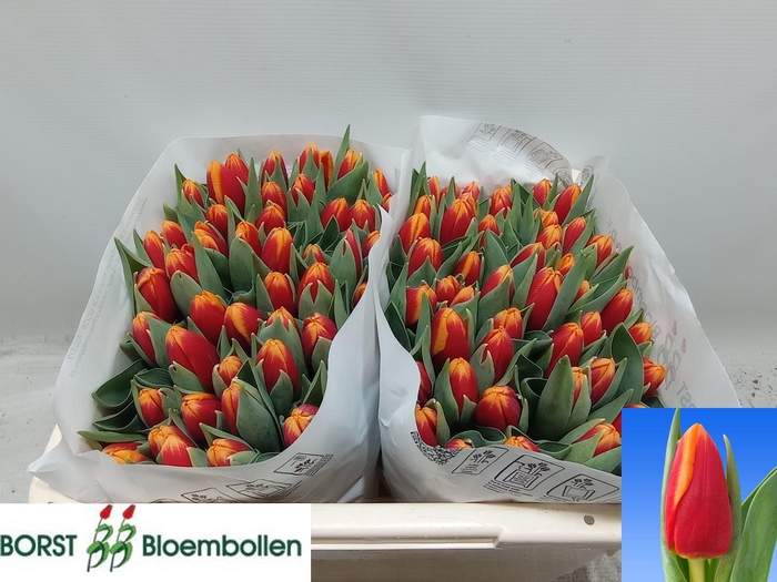 <h4>TU EN SPIRIT</h4>