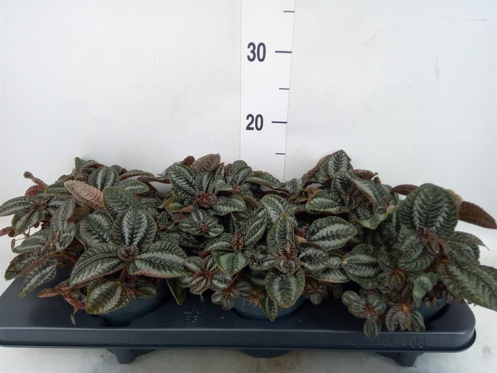 Pilea  'Norfolk'