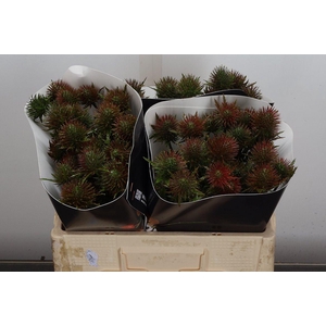 Eryn Wx 50cm Olijfgroen