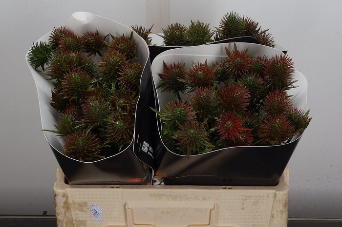 <h4>Eryn Wx 50cm Olijfgroen</h4>