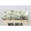 Ozothamnus Booming White