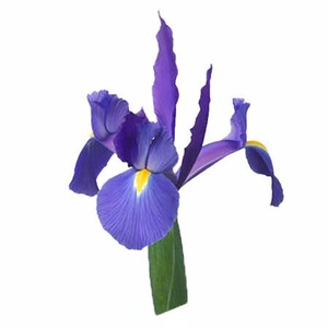 Iris Blue France