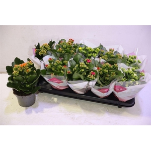 arr8 Kal En Gem 5 Kl