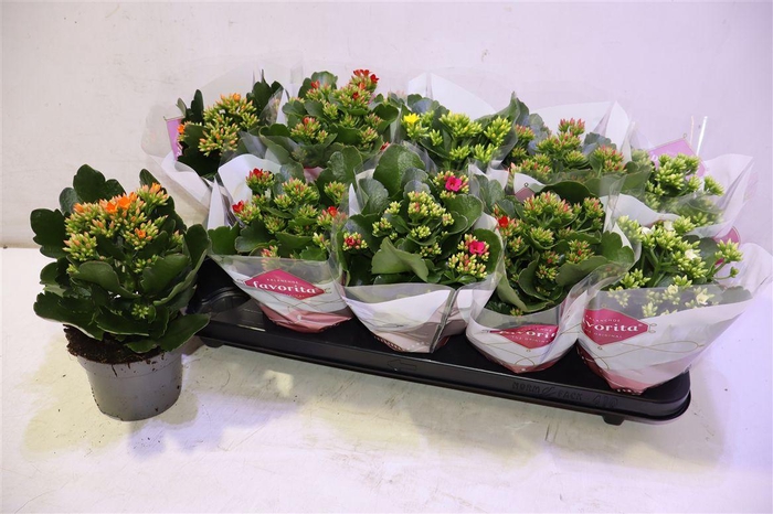 <h4>arr8 Kal En Gem 5 Kl</h4>