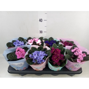 Saintpaulia   ...mix