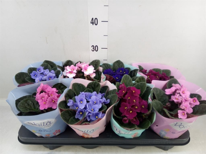 <h4>Saintpaulia   ...mix</h4>