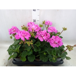 Pelargonium zona.   ...F1