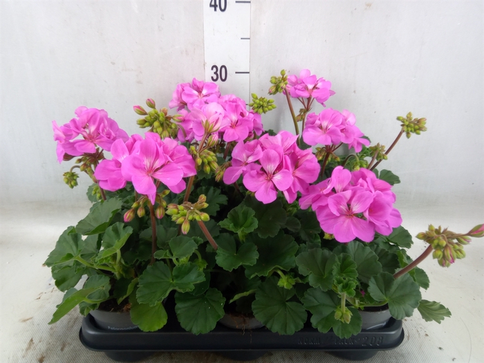 <h4>Pelargonium zona.   ...F1</h4>