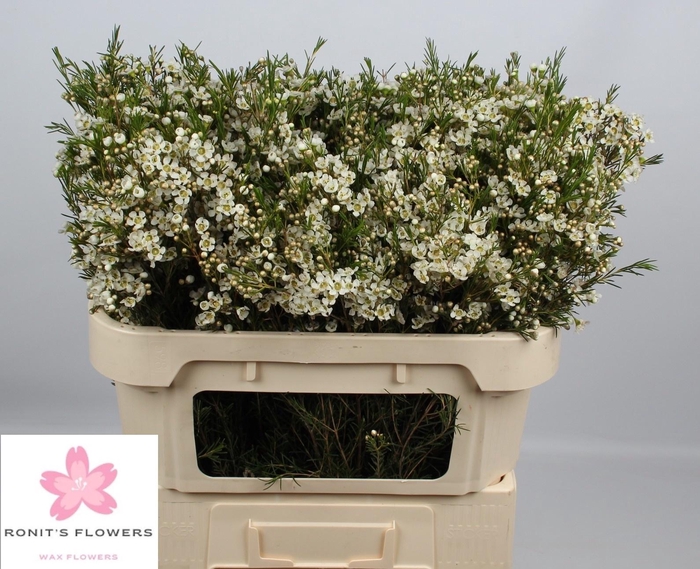 <h4>CHAME UN OFIR</h4>