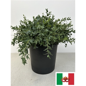 EUC PARVIFOLIA PER STEEL