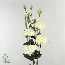 21984: Love outdoor arrangement