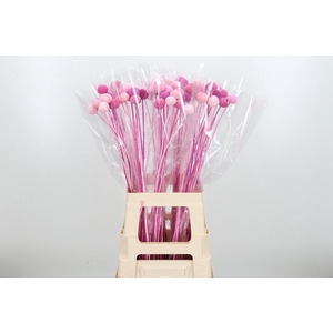 Craspedia Kl Bh Pink Mix