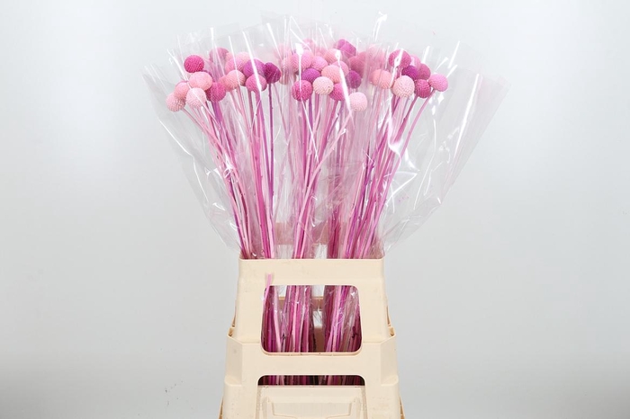 <h4>Craspedia Kl Bh Pink Mix</h4>