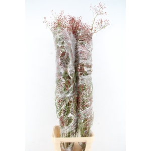 ROSA F AUTUMN JOY 160CM