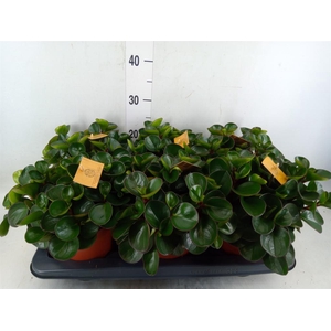 Peperomia obt. 'Burning Bush'