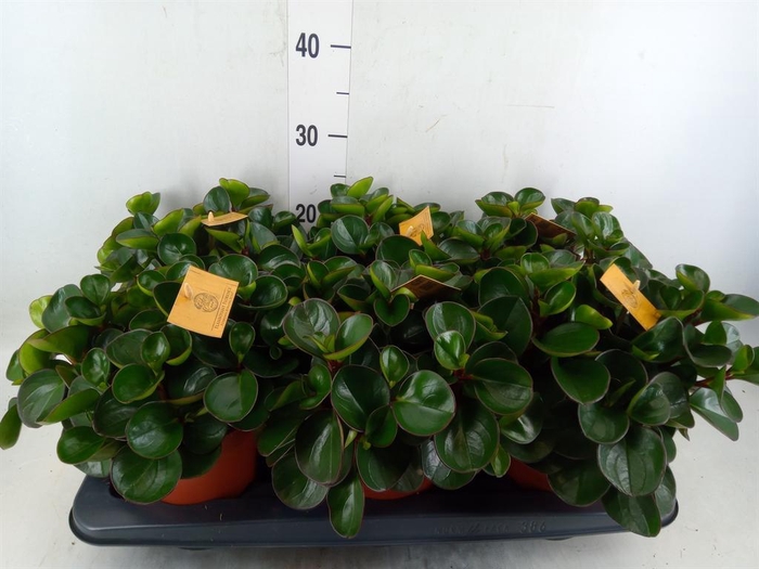 <h4>Peperomia obt. 'Burning Bush'</h4>