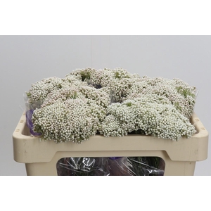 Ozothamnus Cooks Snow White