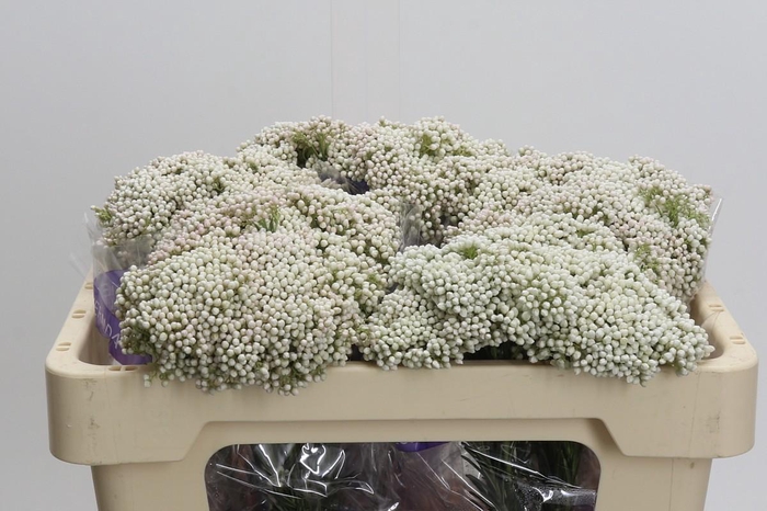 <h4>Ozothamnus Cooks Snow White</h4>