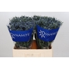 Eryngium Blue Dynamite