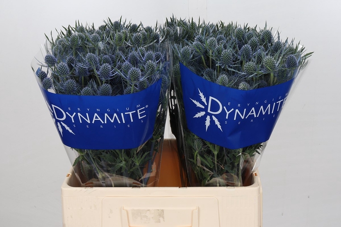 Eryngium Blue Dynamite