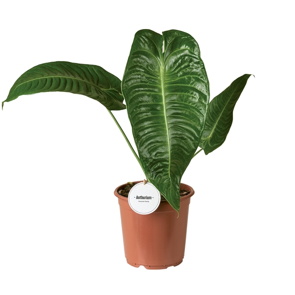 <h4>Anthurium Veitchii</h4>