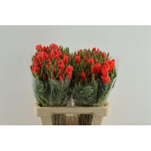 Clarkia (godetia) Salmon