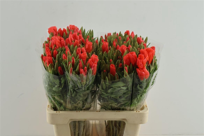 <h4>Clarkia (godetia) Salmon</h4>