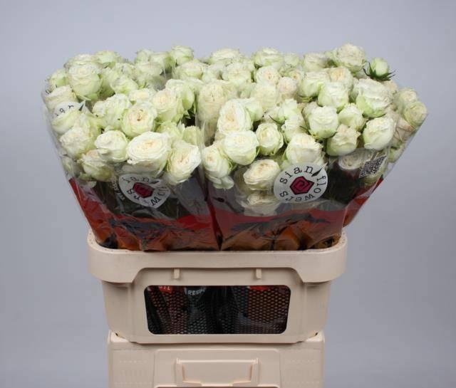 <h4>R TR ASTAEA</h4>