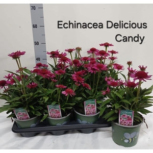 ECHINA DELICIO CANDY