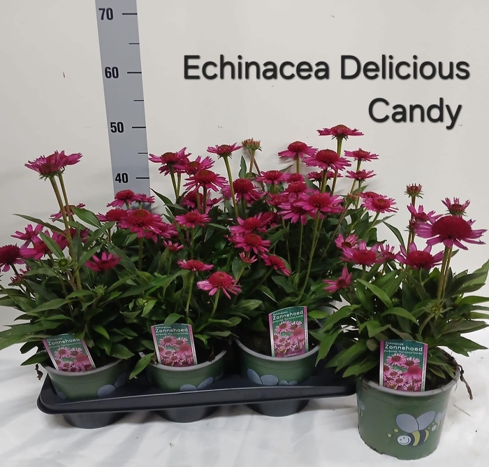 <h4>ECHINA DELICIO CANDY</h4>