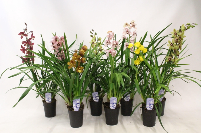 <h4>3 tak gemengd</h4>