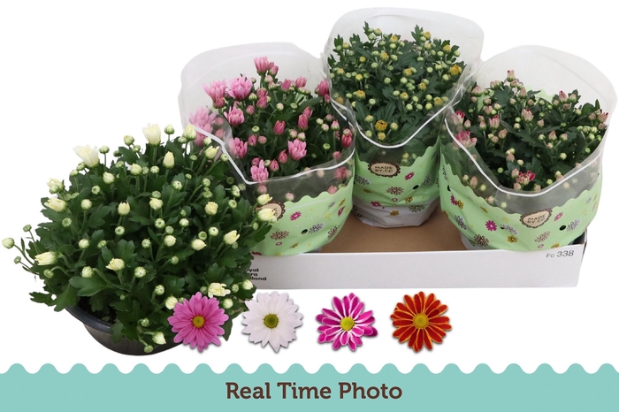 <h4>CHRYS GEM 4 KL</h4>