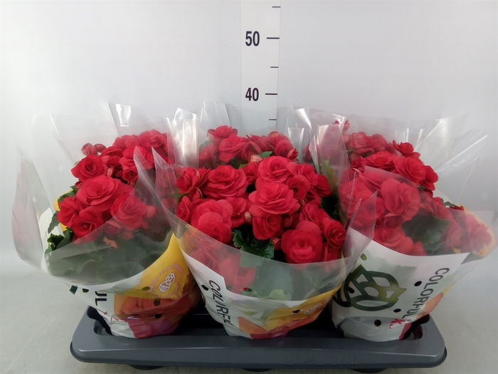 <h4>Begonia elat. DU 'Baladin'</h4>