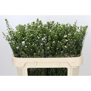 Aster Paquita