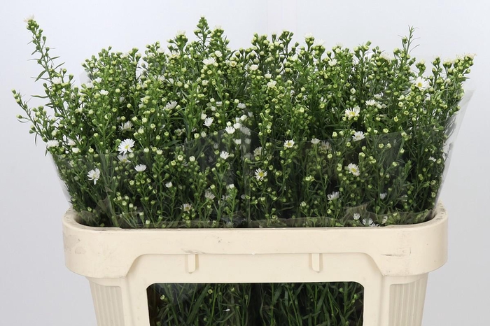 <h4>Aster Paquita</h4>