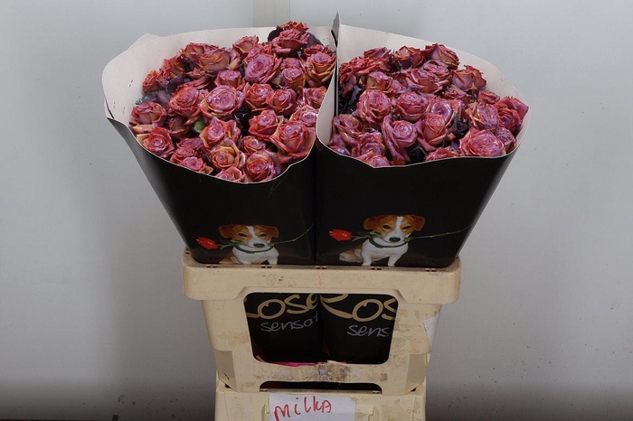 <h4>R Tr Wx Flaming Milka Xl</h4>