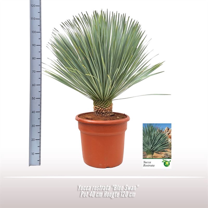 <h4>Yucca Rostrata Blue Swan</h4>