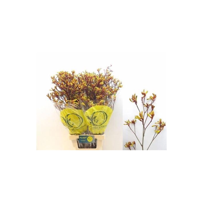 <h4>Anigoz Orange Velvet</h4>