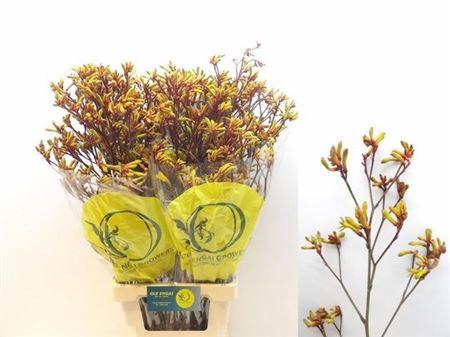 Anigoz Orange Velvet