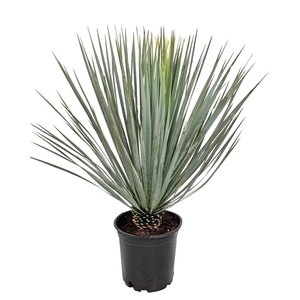 Yucca rostrata